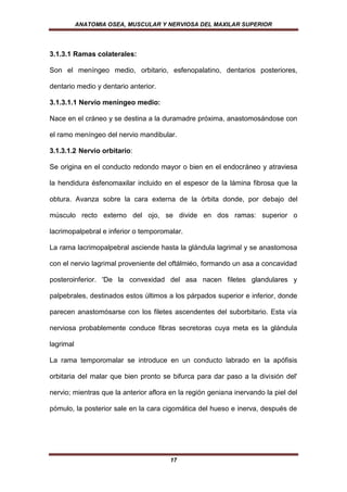 ANATOMIA OSEA, MUSCULAR Y NERVIOSA DEL MAXILAR SUPERIOR




3.1.3.1 Ramas colaterales:

Son el meníngeo medio, orbitario, esfenopalatino, dentarios posteriores,

dentario medio y dentario anterior.

3.1.3.1.1 Nervio meníngeo medio:

Nace en el cráneo y se destina a la duramadre próxima, anastomosándose con

el ramo meníngeo del nervio mandibular.

3.1.3.1.2 Nervio orbitario:

Se origina en el conducto redondo mayor o bien en el endocráneo y atraviesa

la hendidura ésfenomaxilar incluido en el espesor de la lámina fibrosa que la

obtura. Avanza sobre la cara externa de la órbita donde, por debajo del

músculo recto externo del ojo, se divide en dos ramas: superior o

lacrimopalpebral e inferior o temporomalar.

La rama lacrimopalpebral asciende hasta la glándula lagrimal y se anastomosa

con el nervio lagrimal proveniente del oftálmiéo, formando un asa a concavidad

posteroinferior. 'De la convexidad del asa nacen filetes glandulares y

palpebrales, destinados estos últimos a los párpados superior e inferior, donde

parecen anastomósarse con los filetes ascendentes del suborbitario. Esta vía

nerviosa probablemente conduce fibras secretoras cuya meta es la glándula

lagrimal

La rama temporomalar se introduce en un conducto labrado en la apófisis

orbitaria del malar que bien pronto se bifurca para dar paso a la división del'

nervio; mientras que la anterior aflora en la región geniana inervando la piel del

pómulo, la posterior sale en la cara cigomática del hueso e inerva, después de




                                       17
 