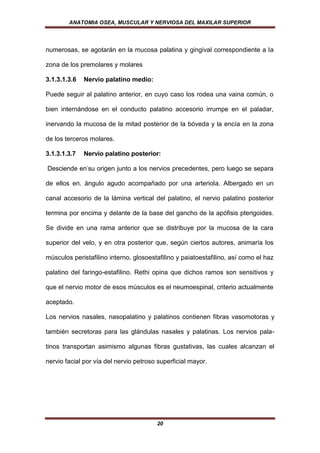 ANATOMIA OSEA, MUSCULAR Y NERVIOSA DEL MAXILAR SUPERIOR




numerosas, se agotarán en la mucosa palatina y gingival correspondiente a la

zona de los premolares y molares

3.1.3.1.3.6   Nervio palatino medio:

Puede seguir al palatino anterior, en cuyo caso los rodea una vaina común, o

bien internándose en el conducto palatino accesorio irrumpe en el paladar,

inervando la mucosa de la mitad posterior de la bóveda y la encía en la zona

de los terceros molares.

3.1.3.1.3.7   Nervio palatino posterior:

Desciende en-su origen junto a los nervios precedentes, pero luego se separa

de ellos en. ángulo agudo acompañado por una arteriola. Albergado en un

canal accesorio de la lámina vertical del palatino, el nervio palatino posterior

termina por encima y delante de la base del gancho de la apófisis pterigoides.

Se divide en una rama anterior que se distribuye por la mucosa de la cara

superior del velo, y en otra posterior que, según ciertos autores, animaría los

músculos peristafilino interno, glosoestafilino y paiatoestafilino, así como el haz

palatino del faringo-estafilino. Rethi opina que dichos ramos son sensitivos y

que el nervio motor de esos músculos es el neumoespinal, criterio actualmente

aceptado.

Los nervios nasales, nasopalatino y palatinos contienen fibras vasomotoras y

también secretoras para las glándulas nasales y palatinas. Los nervios pala-

tinos transportan asimismo algunas fibras gustativas, las cuales alcanzan el

nervio facial por vía del nervio petroso superficial mayor.




                                        20
 