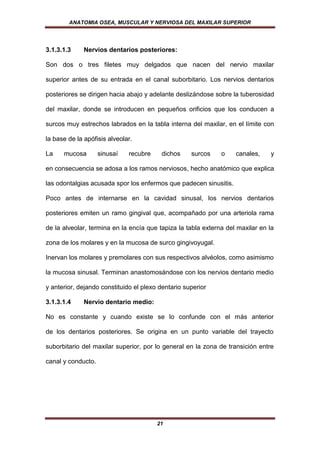 ANATOMIA OSEA, MUSCULAR Y NERVIOSA DEL MAXILAR SUPERIOR




3.1.3.1.3     Nervios dentarios posteriores:

Son dos o tres filetes muy delgados que nacen del nervio maxilar

superior antes de su entrada en el canal suborbitario. Los nervios dentarios

posteriores se dirigen hacia abajo y adelante deslizándose sobre la tuberosidad

del maxilar, donde se introducen en pequeños orificios que los conducen a

surcos muy estrechos labrados en la tabla interna del maxilar, en el límite con

la base de la apófisis alveolar.

La    mucosa        sinusaí   recubre    dichos     surcos    o    canales,    y

en consecuencia se adosa a los ramos nerviosos, hecho anatómico que explica

las odontalgias acusada spor los enfermos que padecen sinusitis.

Poco antes de internarse en la cavidad sinusal, los nervios dentarios

posteriores emiten un ramo gingival que, acompañado por una arteriola rama

de la alveolar, termina en la encía que tapiza la tabla externa del maxilar en la

zona de los molares y en la mucosa de surco gingivoyugal.

Inervan los molares y premolares con sus respectivos alvéolos, como asimismo

la mucosa sinusal. Terminan anastomosándose con los nervios dentario medio

y anterior, dejando constituido el plexo dentario superior

3.1.3.1.4     Nervio dentario medio:

No es constante y cuando existe se lo confunde con el más anterior

de los dentarios posteriores. Se origina en un punto variable del trayecto

suborbitario del maxilar superior, por lo general en la zona de transición entre

canal y conducto.




                                        21
 