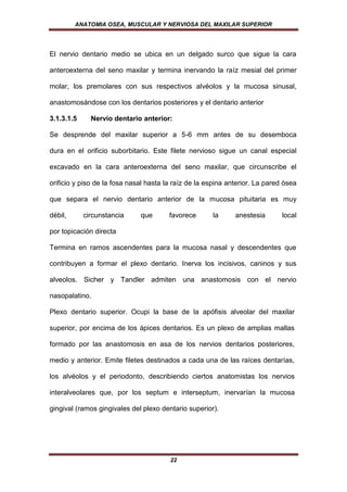 ANATOMIA OSEA, MUSCULAR Y NERVIOSA DEL MAXILAR SUPERIOR




El nervio dentario medio se ubica en un delgado surco que sigue la cara

anteroexterna del seno maxilar y termina inervando la raíz mesial del primer

molar, los premolares con sus respectivos alvéolos y la mucosa sinusal,

anastomosándose con los dentarios posteriores y el dentario anterior

3.1.3.1.5     Nervio dentario anterior:

Se desprende del maxilar superior a 5-6 mm antes de su desemboca

dura en el orificio suborbitario. Este filete nervioso sigue un canal especial

excavado en la cara anteroexterna del seno maxilar, que circunscribe el

orificio y piso de la fosa nasal hasta la raíz de la espina anterior. La pared ósea

que separa el nervio dentario anterior de la mucosa pituitaria es muy

débil,      circunstancia     que       favorece      la      anestesia       local

por topicación directa

Termina en ramos ascendentes para la mucosa nasal y descendentes que

contribuyen a formar el plexo dentario. Inerva los incisivos, caninos y sus

alveolos. Sicher y Tandler admiten una anastomosis con el nervio

nasopalatino.

Plexo dentario superior. Ocupi la base de la apófisis alveolar del maxilar

superior, por encima de los ápices dentarios. Es un plexo de amplias mallas

formado por las anastomosis en asa de los nervios dentarios posteriores,

medio y anterior. Emite filetes destinados a cada una de las raíces dentarías,

los alvéolos y el periodonto, describiendo ciertos anatomistas los nervios

interalveolares que, por los septum e interseptum, inervarían la mucosa

gingival (ramos gingivales del plexo dentario superior).




                                        22
 