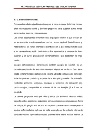 ANATOMIA OSEA, MUSCULAR Y NERVIOSA DEL MAXILAR SUPERIOR




3.1.3.2 Ramas terminales:

Forman el ramillete suborbitario situado en la parte superior de la fosa canina,

entre los músculos canino y elevador propio del labio superior. Emite filetes

ascendentes, internos y descendentes

Las ramas ascendentes remontan hasta el párpado inferior al que inervan en

su tercio medio, anastomosándose con los nervios lagrimal, frontal interno y

nasal externo; las ramas internas se distribuyen en la piel de la pirámide nasal

y las descendentes están destinadas a los tegumentos y mucosa del labio

superior y al surco gingivolabial, comprobándose que desbordan la línea

media.

Ganglio esfenepalatino. Denominado también ganglio de Meckel, es un

pequeño corpúsculo de estructura nerviosa, alojado en un lecho óseo loca-

lizado en la terminación del conducto vidiaño, ubicado en la zona de transición

entre las paredes posterior y superior de la fosa pterigomaxilar. Es polimorfo:

romboidal, piriforme, semilunar, triangular o fusiforme, de coloración gris

ceniza o rojiza, comparable su volumen al de una lentejilla (5 a 7 mm de

longitud).

La celdilla ganglionar limita por fuera y arriba con el orificio redondo mayor,

estando ambos accidentes separados por una cresta ósea dispuesta en forma

de tabique. El ganglio está situado en un plano posteroexterno con respecto al

agujero esfenopalatino, del cual se halla separado por la vertiente interna del

conducto vidiano, tejido celuloadiposo y ramas de la arteria maxilar interna. La




                                       23
 