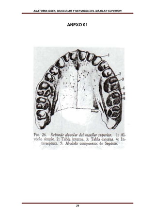 ANATOMIA OSEA, MUSCULAR Y NERVIOSA DEL MAXILAR SUPERIOR




                     ANEXO 01




                          29
 