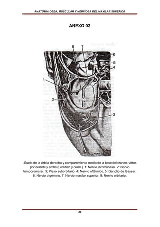 ANATOMIA OSEA, MUSCULAR Y NERVIOSA DEL MAXILAR SUPERIOR




                                ANEXO 02




.Suelo de la órbita derecha y compartimiento medio de la base del cráneo, vistos
    por delante y arriba (Lockhart y colab.). 1: Nervio lacrimonasal. 2: Nervio
temporomaíar. 3; Plexo suborbitario. 4: Nervio oftálmico. 5: Ganglio de Gasser.
       6: Nervio trigémino. 7: Nervio maxilar superior. 8: Nervio orbitario.




                                      30
 