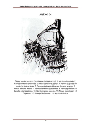 ANATOMIA OSEA, MUSCULAR Y NERVIOSA DEL MAXILAR SUPERIOR




                                ANEXO 04




 Nervio maxilar superior (modificado de Spal-teholz). 1: Nervio suborbitario. 2:
Ramos dentarios anteriores. 3: Plexo dentario superior. A: Ramos pulpares del
 nervio dentario anterior. 5: Ramos gingivales del ne-vio dentario anterior. 6:
Nervio dentario medio. 7: Nervios dentarios posteriores. 8: Nervios palatinos. 9:
Ganglio esfenopalatino. 10: Nervio maxilar superior. 11: Nervio mandibular. 12:
           Trigémino. 13: Ganglio'de Gas-ser. 14: Nervio oftálmico




                                       32
 