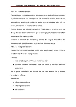 ANATOMIA OSEA, MUSCULAR Y NERVIOSA DEL MAXILAR SUPERIOR




1.3.1 La cara anteroexterna

Es cuadrilátera y cóncava presenta a lo largo de su borde inferior eminencias

alveolares verticales que corresponden a la raíz de los dientes. El rodete las

sobresaliente constituye la eminencia canina, que corresponde a las raíz del

canino, en el centro se observa la fosa canina.

Encima de esta se encuentra el orificio infraorbitario, a unos 5-10mm por

debajo del reborde orbitario inferior, que se prolonga por una corredera vertical

para el V nervio maxilar superior.

Presenta la inserción del mirtiforme y encima del agujero infraorbitario del

elevador propio del labio superior y del orbicular de los parpados.

1.3.2. La cara posteroexterna

Es triangular, con cúspide inferior, y mira hacia abajo, atrás y afuera. Forma la

pared anterior de la fosa pterigomaxilar.

Presenta:

      una corredera para el V nervio maxilar superior

      canales dentales posteriores para los vasos y nervioso dentales

      posteriores

En su parte inferointerna se articula con las cara anterior de la apófisis

piramidal de palatino.

Se insertan:

      el pterigoideo interno

      el pterigoideo externo

      el buccinador




                                        5
 
