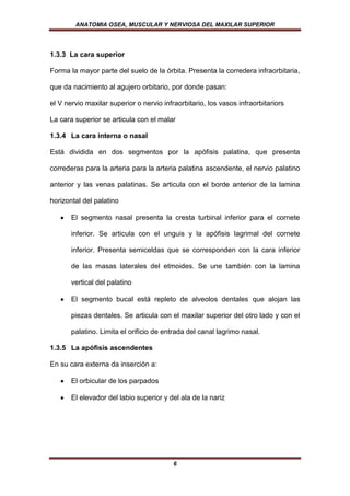 ANATOMIA OSEA, MUSCULAR Y NERVIOSA DEL MAXILAR SUPERIOR




1.3.3 La cara superior

Forma la mayor parte del suelo de la órbita. Presenta la corredera infraorbitaria,

que da nacimiento al agujero orbitario, por donde pasan:

el V nervio maxilar superior o nervio infraorbitario, los vasos infraorbitariors

La cara superior se articula con el malar

1.3.4 La cara interna o nasal

Está dividida en dos segmentos por la apófisis palatina, que presenta

correderas para la arteria para la arteria palatina ascendente, el nervio palatino

anterior y las venas palatinas. Se articula con el borde anterior de la lamina

horizontal del palatino

       El segmento nasal presenta la cresta turbinal inferior para el cornete

       inferior. Se articula con el unguis y la apófisis lagrimal del cornete

       inferior. Presenta semiceldas que se corresponden con la cara inferior

       de las masas laterales del etmoides. Se une también con la lamina

       vertical del palatino

       El segmento bucal está repleto de alveolos dentales que alojan las

       piezas dentales. Se articula con el maxilar superior del otro lado y con el

       palatino. Limita el orificio de entrada del canal lagrimo nasal.

1.3.5 La apófisis ascendentes

En su cara externa da inserción a:

       El orbicular de los parpados

       El elevador del labio superior y del ala de la nariz




                                          6
 