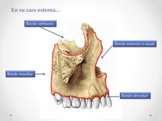 Maxilar superior e inferior