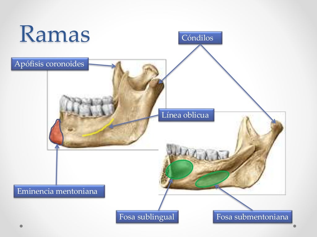 Maxilar Superior E Inferior - NAZAEDU