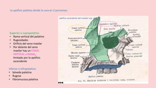 La apófisis palatina divide la cara en 2 porciones:
Inferior o infrapalatina:
• bóveda palatina
• Rugosa
• Fibromucosa palatina
Superior o suprapalatina:
• Rama vertical del palatino
• Rugosidades
• Orificio del seno maxilar
• Por delante del seno
maxilar hay un CANAL
VERTICAL o NASAL,
limitado por la apófisis
ascendente
apófisis ascendente del maxilar sup.
 