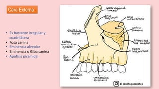 • Es bastante irregular y
cuadrilátera
• Fosa canina
• Eminencia alveolar
• Eminencia o Giba canina
• Apófisis piramidal
Cara Externa
 