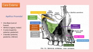 Cara Externa
Apófisis Piramidal
• Una Base (une al
hueso)
• Vértice (rugoso, malar)
• 3 caras (superior,
anterior, posterior)
• 3 bordes (anterior,
posterior, inferior)
Tuberosidad
Giba canina
Fosita Mirtiforme
Borde Alveolar
Vértice de
Apófisis
Piramidal
Apófisis
Piramidal
Orificio
Suborbitario
Conducto Suborbitario
Agujeros
Dentarios
Orbitarios
 