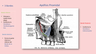 Borde Inferior
• Cóncavo y
vuelto hacia
abajo
• Conforma la
Hendidura
Vestibulocigomá
tica
Apófisis Piramidal
• 3 Bordes
Borde Anterior
• Forma la parte
interna e
inferior del
Borde de la
Orbita
Borde Posterior
• Conforma la
Hendidura
Esfenomaxilar
 