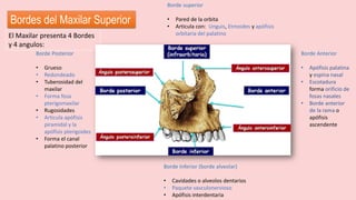 El Maxilar presenta 4 Bordes
y 4 angulos:
Bordes del Maxilar Superior
Borde Anterior
• Apófisis palatina
y espina nasal
• Escotadura
forma orificio de
fosas nasales
• Borde anterior
de la rama o
apófisis
ascendente
Borde Posterior
• Grueso
• Redondeado
• Tuberosidad del
maxilar
• Forma fosa
pterigomaxilar
• Rugosidades
• Articula apófisis
piramidal y la
apófisis pterigoides
• Forma el canal
palatino posterior
Borde superior
• Pared de la orbita
• Articula con: Unguis, Etmoides y apófisis
orbitaria del palatino
Borde Inferior (borde alveolar)
• Cavidades o alveolos dentarios
• Paquete vasculonervioso
• Apófisis interdentaria
 