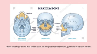 Hueso ubicado por encima de la cavidad bucal, por debajo de la cavidad orbitaria, y por fuera de las fosas nasales
 