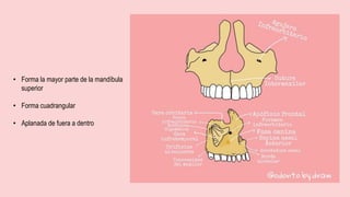 • Forma la mayor parte de la mandíbula
superior
• Forma cuadrangular
• Aplanada de fuera a dentro
 