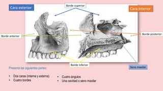 Presenta las siguientes partes:
• Dos caras (interna y externa)
• Cuatro bordes
Cara exterior Cara interior
Borde inferior
Borde posterior
Borde anterior
Borde superior
• Cuatro ángulos
• Una cavidad o seno maxilar
Seno maxilar
 