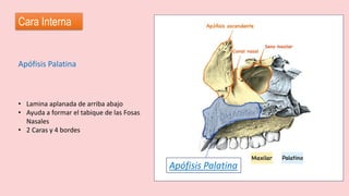 Cara Interna
Apófisis Palatina
• Lamina aplanada de arriba abajo
• Ayuda a formar el tabique de las Fosas
Nasales
• 2 Caras y 4 bordes
Apófisis Palatina
 
