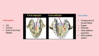 Cara inferior:
• Corresponde a la
bóveda Platina
• Rugosa
• Perforada
• Vasos palatinos
superiores
• Nervio palatino
anterior.
Cara superior:
• Lisa
• Cóncava
• Suelo de las Fosas
Nasales.
 