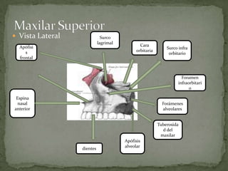 Maxilar superior y cornetes | PPT