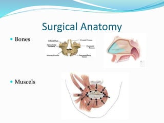 Surgical Anatomy
 Bones
 Muscels
 