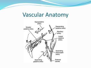 Vascular Anatomy
 