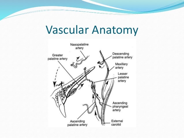 lefort osteotomies