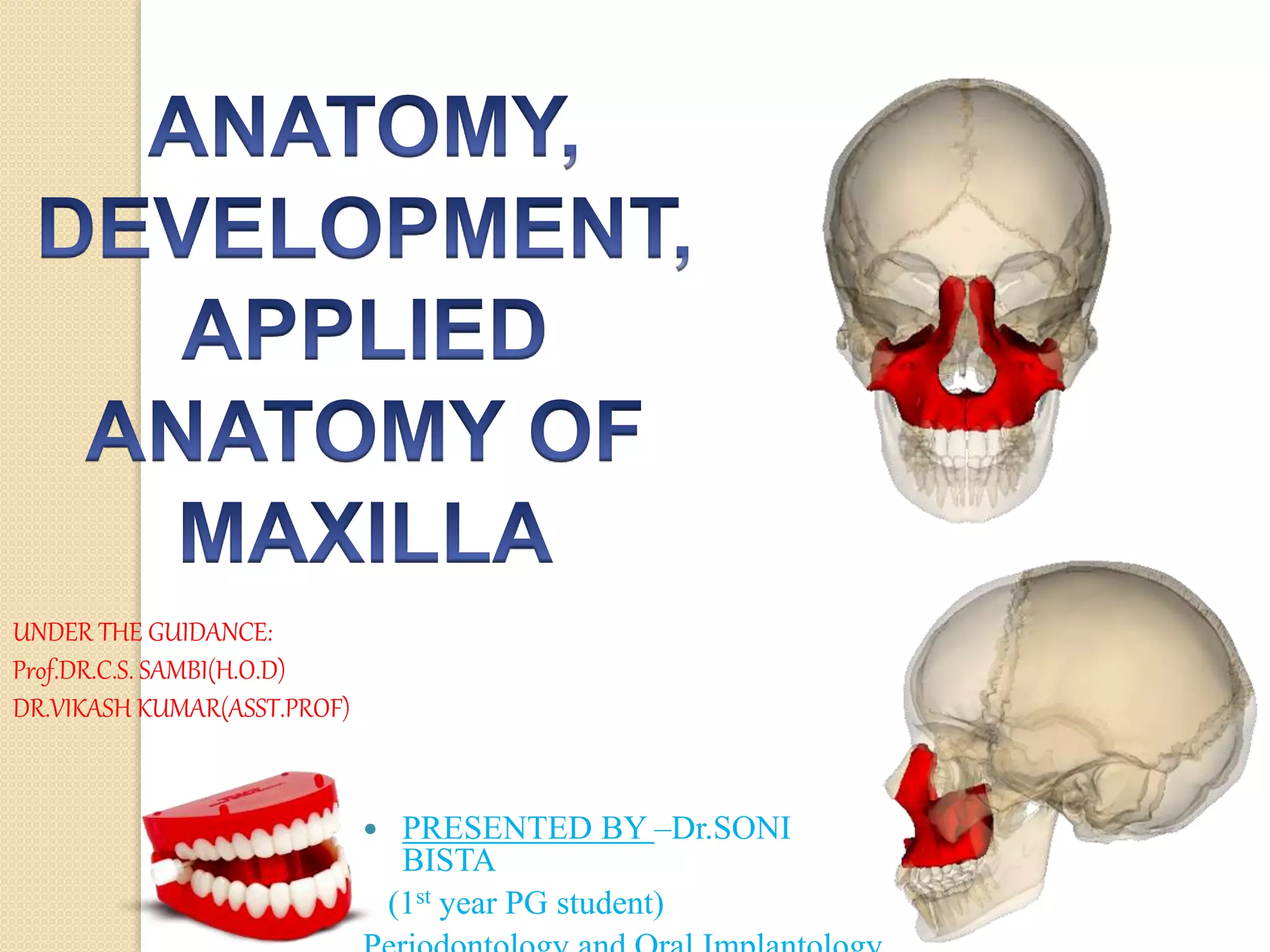 Development,anatomy and applied anatomy of Maxilla | PPTX