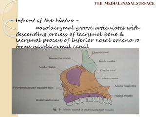 Development,anatomy and applied anatomy of Maxilla | PPTX