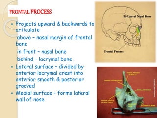 Development,anatomy and applied anatomy of Maxilla | PPTX