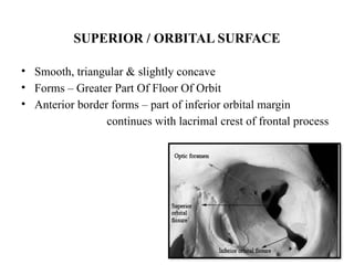 SUPERIOR / ORBITAL SURFACE
• Smooth, triangular & slightly concave
• Forms – Greater Part Of Floor Of Orbit
• Anterior border forms – part of inferior orbital margin
continues with lacrimal crest of frontal process
 