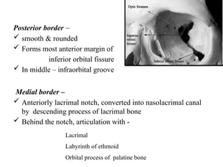 Posterior border –
 smooth & rounded
 Forms most anterior margin of
inferior orbital fissure
 In middle – infraorbital groove
Medial border –
 Anteriorly lacrimal notch, converted into nasolacrimal canal
by descending process of lacrimal bone
 Behind the notch, articulation with -
Lacrimal
Labyrinth of ethmoid
Orbital process of palatine bone
 