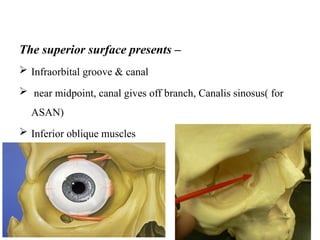 The superior surface presents –
 Infraorbital groove & canal
 near midpoint, canal gives off branch, Canalis sinosus( for
ASAN)
 Inferior oblique muscles
 