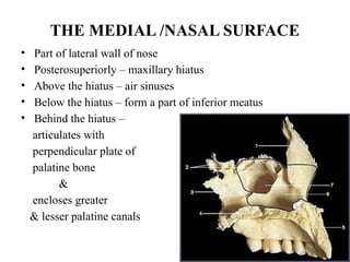 THE MEDIAL /NASAL SURFACE
• Part of lateral wall of nose
• Posterosuperiorly – maxillary hiatus
• Above the hiatus – air sinuses
• Below the hiatus – form a part of inferior meatus
• Behind the hiatus –
articulates with
perpendicular plate of
palatine bone
&
encloses greater
& lesser palatine canals
 