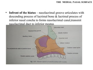 THE MEDIAL /NASAL SURFACE
• Infront of the hiatus – nasolacrimal groove articulates with
descending process of lacrimal bone & lacrimal process of
inferior nasal concha to forms nasolacrimal canal,transmit
nasolacrimal duct to inferior meatus
 