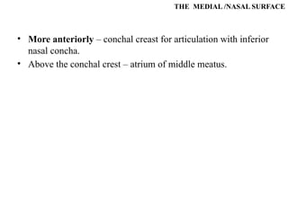 THE MEDIAL /NASAL SURFACE
• More anteriorly – conchal creast for articulation with inferior
nasal concha.
• Above the conchal crest – atrium of middle meatus.
 