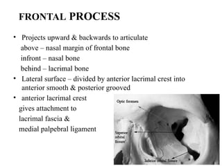 FRONTAL PROCESS
• Projects upward & backwards to articulate
above – nasal margin of frontal bone
infront – nasal bone
behind – lacrimal bone
• Lateral surface – divided by anterior lacrimal crest into
anterior smooth & posterior grooved
• anterior lacrimal crest
gives attachment to
lacrimal fascia &
medial palpebral ligament
 