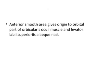 .
• Anterior smooth area gives origin to orbital
part of orbicularis oculi muscle and levator
labii superioriis alaeque nasi.
 