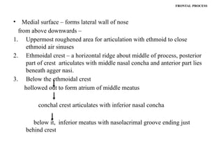 FRONTAL PROCESS
• Medial surface – forms lateral wall of nose
from above downwards –
1. Uppermost roughened area for articulation with ethmoid to close
ethmoid air sinuses
2. Ethmoidal crest – a horizontal ridge about middle of process, posterior
part of crest articulates with middle nasal concha and anterior part lies
beneath agger nasi.
3. Below the ethmoidal crest
hollowed out to form atrium of middle meatus
conchal crest articulates with inferior nasal concha
below it, inferior meatus with nasolacrimal groove ending just
behind crest
 