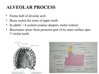 • Forms half of alveolar arch
• Bears socket for roots of upper teeth
• In adults = 8 sockets (canine deepest, molar widest)
• Buccinator arises from posterior part of its outer surface upto
1st
molar tooth.
ALVEOLAR PROCESS
 