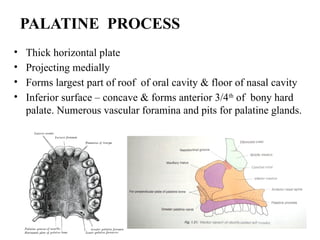 • Thick horizontal plate
• Projecting medially
• Forms largest part of roof of oral cavity & floor of nasal cavity
• Inferior surface – concave & forms anterior 3/4th
of bony hard
palate. Numerous vascular foramina and pits for palatine glands.
PALATINE PROCESS
 