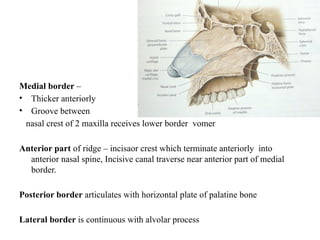Medial border –
• Thicker anteriorly
• Groove between
nasal crest of 2 maxilla receives lower border vomer
Anterior part of ridge – incisaor crest which terminate anteriorly into
anterior nasal spine, Incisive canal traverse near anterior part of medial
border.
Posterior border articulates with horizontal plate of palatine bone
Lateral border is continuous with alvolar process
 
