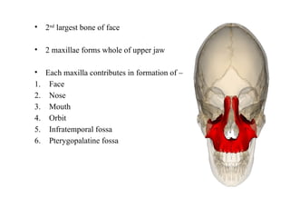 .
• 2nd
largest bone of face
• 2 maxillae forms whole of upper jaw
• Each maxilla contributes in formation of –
1. Face
2. Nose
3. Mouth
4. Orbit
5. Infratemporal fossa
6. Pterygopalatine fossa
 