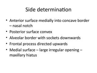 Side determination
• Anterior surface medially into concave border
– nasal notch
• Posterior surface convex
• Alveolar border with sockets downwards
• Frontal process directed upwards
• Medial surface – large irregular opening –
maxillary hiatus
 