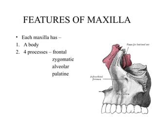 FEATURES OF MAXILLA
• Each maxilla has –
1. A body
2. 4 processes – frontal
zygomatic
alveolar
palatine
 