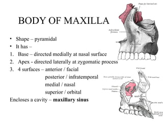 BODY OF MAXILLA
• Shape – pyramidal
• It has –
1. Base – directed medially at nasal surface
2. Apex - directed laterally at zygomatic process
3. 4 surfaces – anterior / facial
posterior / infratemporal
medial / nasal
superior / orbital
Encloses a cavity – maxillary sinus
 