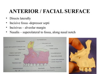 ANTERIOR / FACIAL SURFACE
• Directs laterally
• Incisive fossa -depressor septi
• Incisivus – alveolar margin
• Nasalis – superolateral to fossa, along nasal notch
 