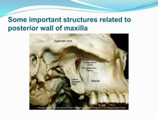 GEOMATRIC CONCEPT
OF
THE CRANIOFACIAL SKELETON
 These models represents simplified interpretations of the
complex anatomy...
