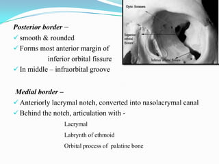 The superior surface presents –
 Infraorbital groove & canal
 Canalis sinosus
 Inferior oblique muscles
 