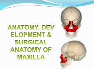 INCLUSIONS -
 INTRODUCTION
 FEATURES OF MAXILLA
 DEVELOPMENT
 SURGICAL ANATOMY
 CONCLUSION
 RESOURCES
 