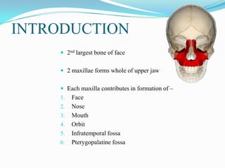 FEATURES OF MAXILLA
 Each maxilla has –
1. A body
2. 4 processes – frontal
zygomatic
alveolar
palatine
 